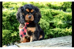 Mason - Cocker Spaniel for sale