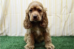 Patterson - Cocker Spaniel for sale