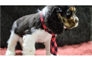 Mason - Cocker Spaniel for sale