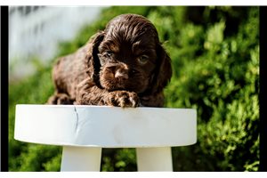 Nate - Cocker Spaniel for sale