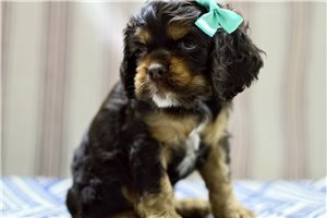 Nirvana - puppy for sale