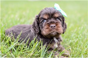 Tulla - puppy for sale