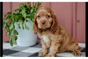 Patterson - Cocker Spaniel for sale
