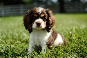 Memphis - Cocker Spaniel for sale