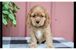 Pippen - Cocker Spaniel for sale