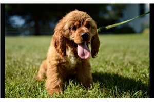 Lucas - Cocker Spaniel for sale
