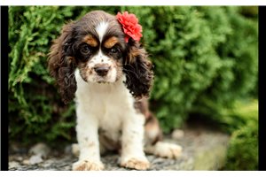 Magpie - Cocker Spaniel for sale