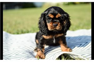 Mason - Cocker Spaniel for sale