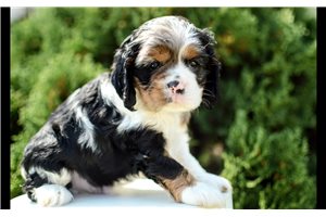 Patches - Cocker Spaniel for sale