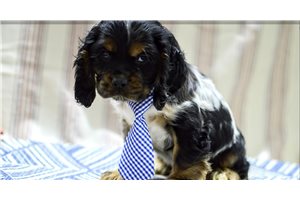 Hector - Cocker Spaniel for sale