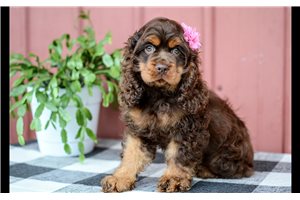 Natalie - Cocker Spaniel for sale