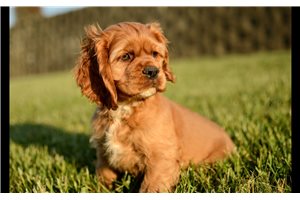 Liam - Cocker Spaniel for sale