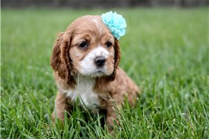 Paloma - Cocker Spaniel for sale