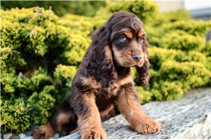Norm - Cocker Spaniel for sale