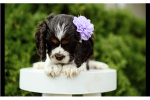 Magpie - Cocker Spaniel for sale