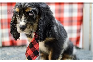 Niles - Cocker Spaniel for sale