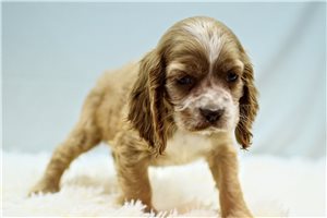 Owen - Cocker Spaniel for sale