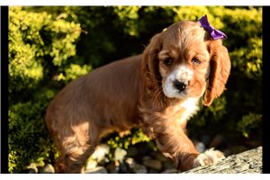 Paloma - Cocker Spaniel for sale