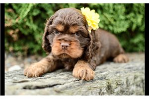 Natalie - Cocker Spaniel for sale