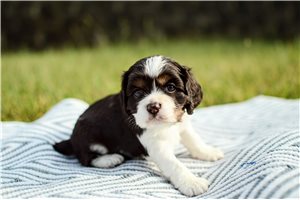 Memphis - puppy for sale