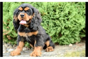 Mason - Cocker Spaniel for sale