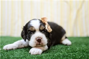 Ocean - puppy for sale