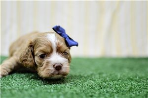 Octavia - Cocker Spaniel for sale
