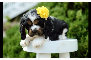 Myrtle - Cocker Spaniel for sale