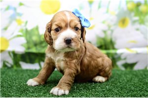 Paloma - Cocker Spaniel for sale