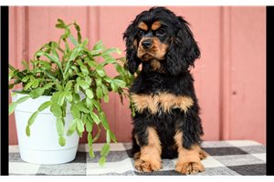Mason - puppy for sale