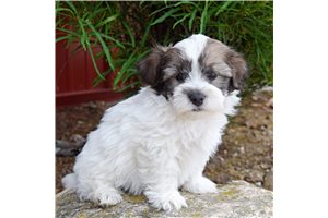 Sutton - Havanese for sale