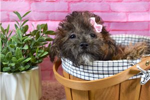 Saffron - puppy for sale