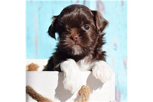 Leo - Shih-Poo - Shihpoo for sale