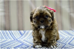 Ingrid - Shih Tzu for sale