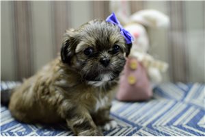 Imogen - Shih Tzu for sale