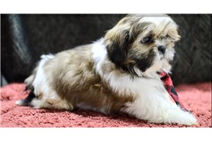 Sage - Shih Tzu for sale