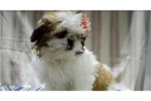 Sophia - Shih Tzu for sale