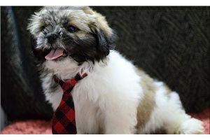 Sawyer - Shih Tzu for sale