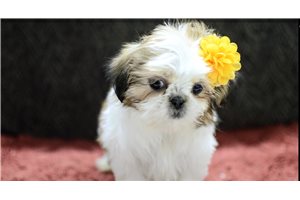 Scarlett - Shih Tzu for sale