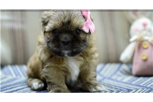 Iris - Shih Tzu for sale