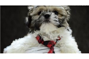 Sebastian - Shih Tzu for sale
