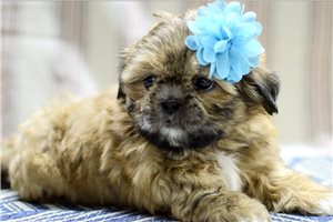 Iris - Shih Tzu for sale