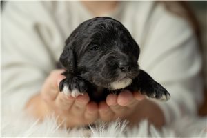 Haven - Sheepadoodle for sale