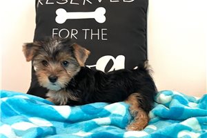 Parker - Yorkshire Terrier - Yorkie for sale