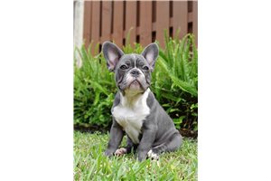Chandler - French Bulldog for sale