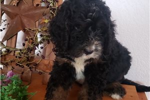 Porter - Bernedoodle for sale