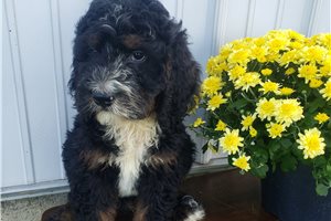 Porter - Bernedoodle for sale
