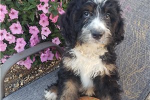 Phineas - Bernedoodle for sale