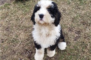 Joey - puppy for sale