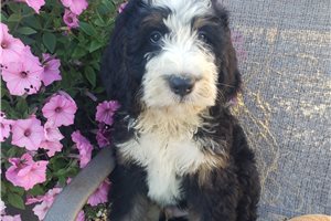 Pheonix - Bernedoodle for sale